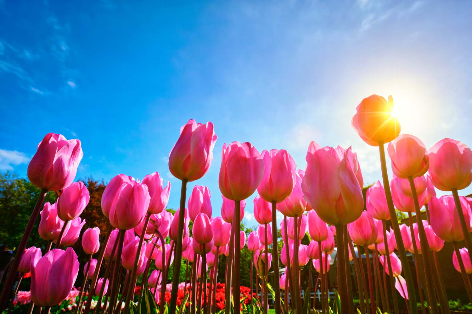 u-pick-flowers-3