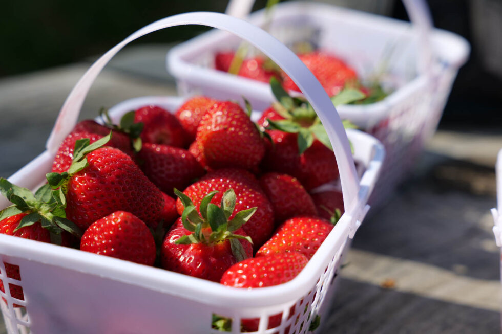 Strawberry U-Pick - Mercier Orchards