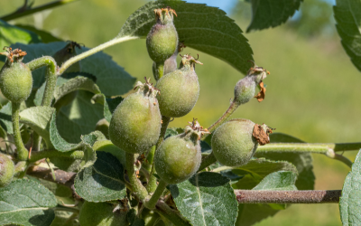 Thinning Fruit Trees