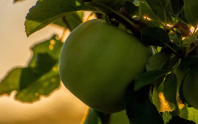 Our Top 10 Apple Varieties Countdown